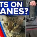 Pets allowed on Australian planes under new aviation laws | 9 News Australia