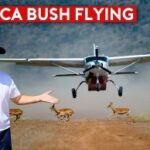 Animals on the Runway - Masai Mara Fly-in Safari Adventure
