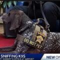 K-9 units will be on duty at airport for holiday weekend