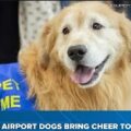 These dogs are working hard at the Charlotte Airport!