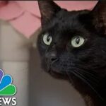 Cat Found At Boston Airport After Being Lost Three Weeks Ago