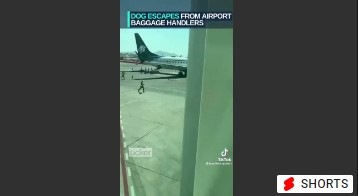 Dog runs loose on airport tarmac