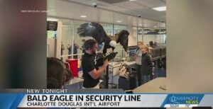 'America, heck yeah!': Bald eagle checked by security at Charlotte Airport